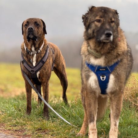 Dogwalk