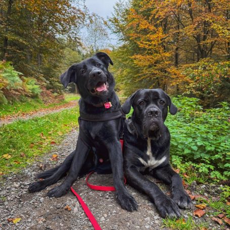 Dogwalker Landstuhl