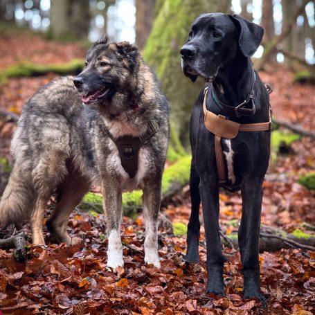 Dogs adenture large breed